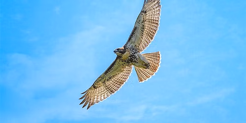 Dinosaurs in Action: Green-Wood\u2019s Birds of Prey