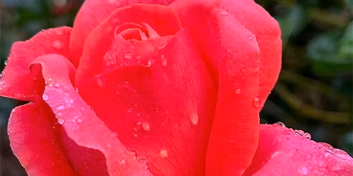 Rose Potting Workshop
