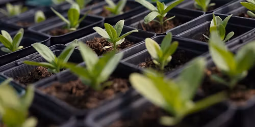 Massive plant sale and flower farm open day