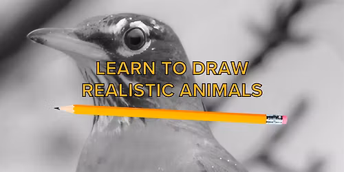 Drawing Animals Class: Robin