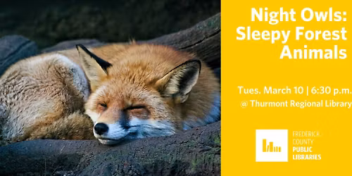 Night Owls Storytime - Sleepy Forest Animals