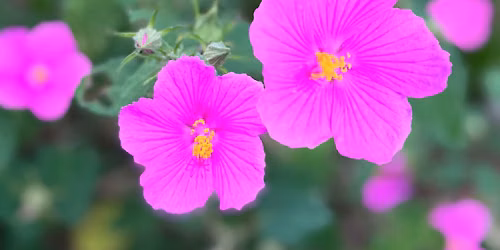 Texas Native Plants Demonstration Garden Opening Day