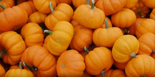 Community Dinner: Orange Foods