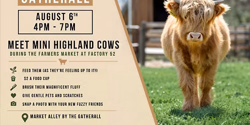Meet Mini Highland Cows | Farmers Market at Factory 52
