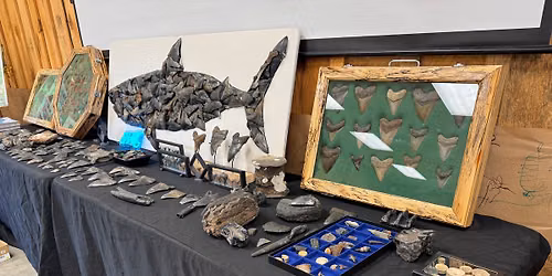 Dive into Fossils at the Trussville Public Library