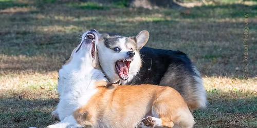 Denio dog Park - Big Meet