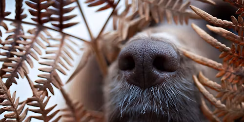 Spesials\u00f8k & Smeller \u2b50\ufe0f