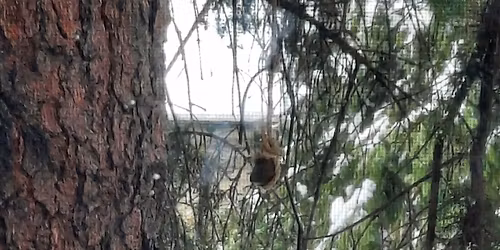 November Wildlife Trivia: Woodpeckers and Forest Ecology! 