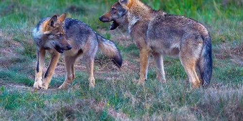 Bildvortrag: Deutschlands Wilde W\u00f6lfe