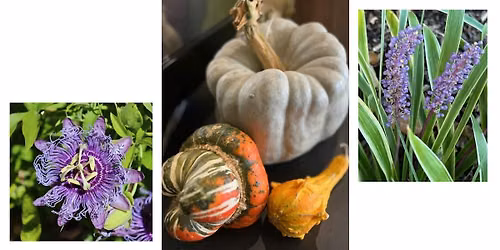 Workshop: Mindful Photography- Stop, Breathe, See