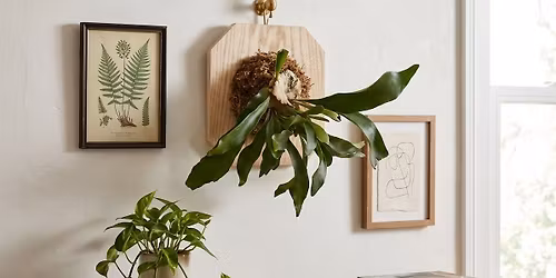 TFA: Botanical Series| Stag Horn Fern Mounting
