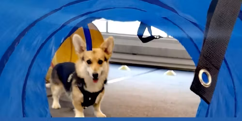 Trickilitykurssi yhteisty\u00f6ss\u00e4 Pawsiteamin kanssa