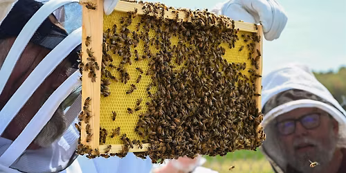 What to Expect When You're Inspecting: Performing First Hive Inspection