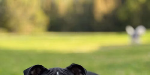 October 2026 Puppy Prep Class