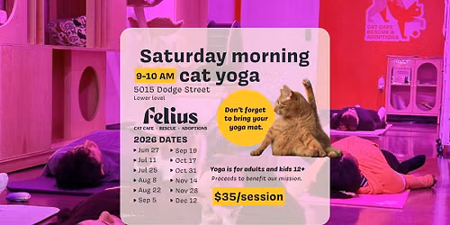 Saturday Morning Cat Yoga!