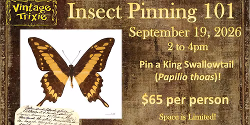 Insect Pinning 101 - King Swallowtail