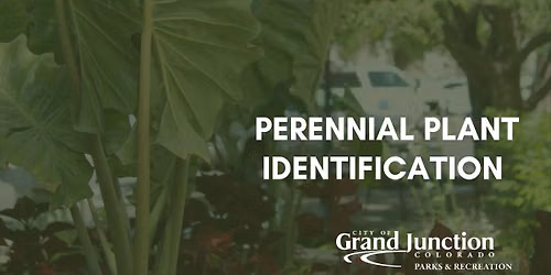 Perennial Plant Identification