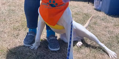 \ud83d\udc3e Furball Festival 2026 \ud83d\udc3e