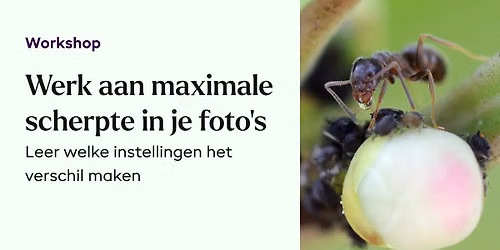 Maximale Scherpte - Alco van Ingen