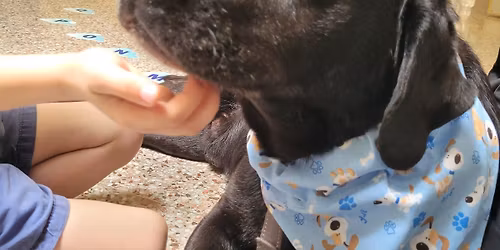 Canine Good Citizen Prep Class And Test