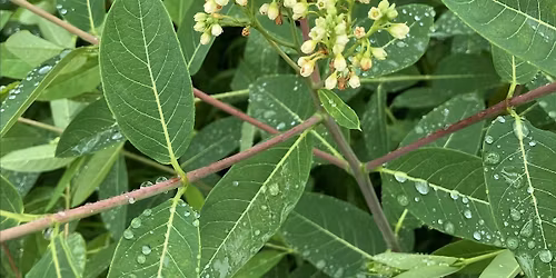 Hemp Dogbane  Ecology, Cordage and Jewelry Making