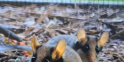 1. Brandenburger Wildtiertag im Tierpark Cottbus
