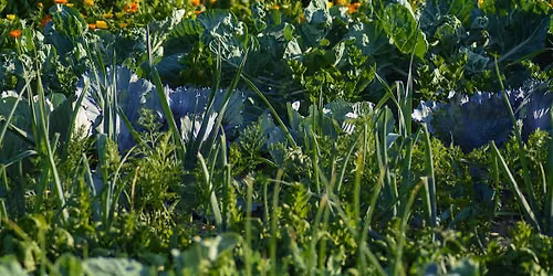 Homesteading 101