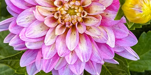 Dahlia Show