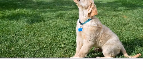 Puppy Class: Foundations and Fun