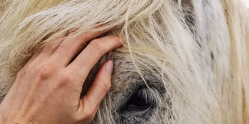 2daagse cursus TTouch paard 12-05 en 02-06-2026