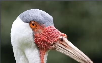 L\u00e6r din Klunketran at spille brigde