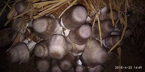 Mushroom Cultivation Training ( Paddy, Oyster & Button Mushroom)