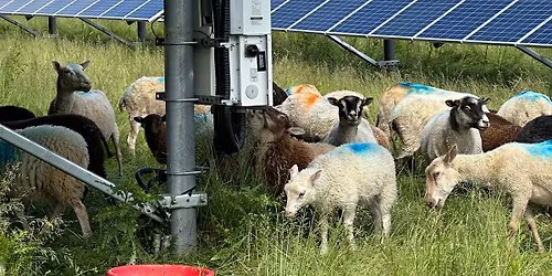 Meet the sheep Monday