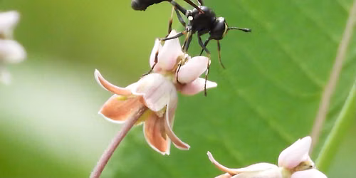 Field Science: Pollinator Edition