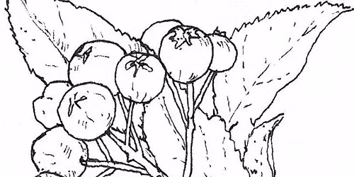 Tegning i Kystagerparken