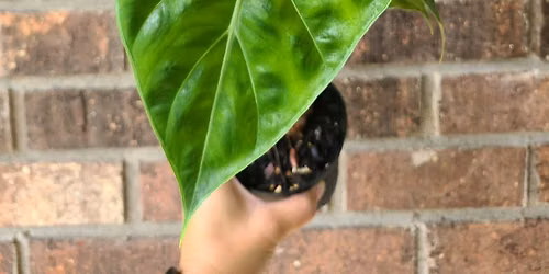 Let's Get Rooted! Plant Bingo & Swap