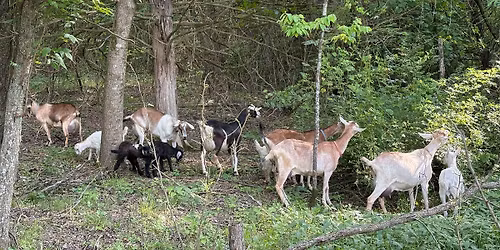 Farmstead Cheesemaking