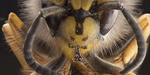 Macro and focus stacking