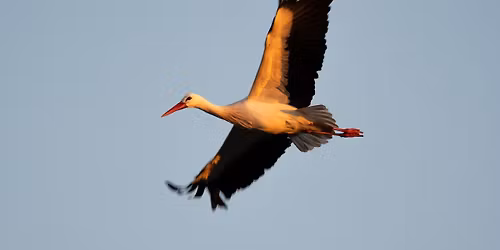 The UK White Stork Project