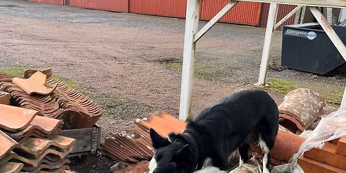 Markerat TEM1 utomhus officiell nosework t\u00e4vling