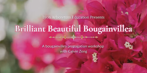 Brilliant Beautiful Bougainvillea