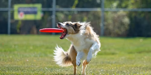 UpDog @ Mudi Nationals