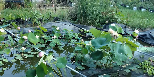 Chadwick Arboretum Spring Plant Sale