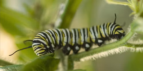 Caterpillar Walk at Ivy Creek