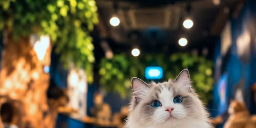 Single Girls Social Club: Brunch + Cat Cafe
