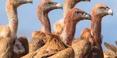 Vertigo Vultures return to Huntingdon Elks 976