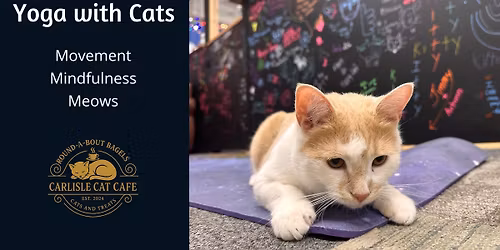 Yoga with Cats