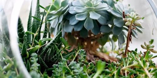 Make A Terrarium Class