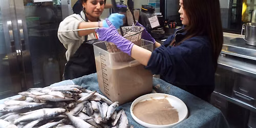 Stewardship Thursday: Experiencing Fish Kitchen