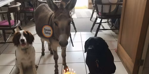 The Wonky Donkey is Seven \ud83c\udf82